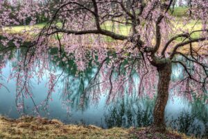 Cherry tree blossoms near a pond of water
