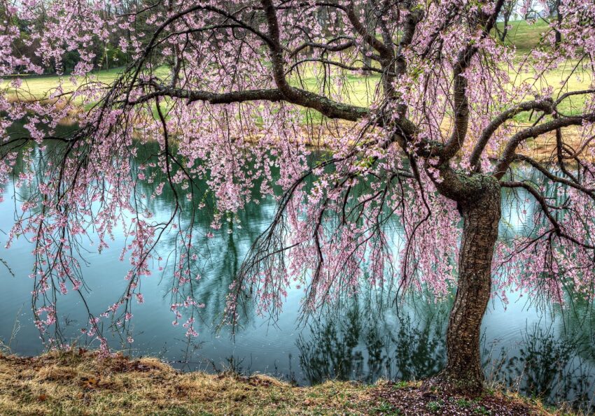 Cherry tree blossoms near a pond of water